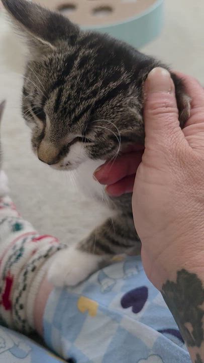 Enlarge Sugar Puff and Sweet Pea, a Adoptable Domestic Short Hair in Freemansburg, PA video 6/6