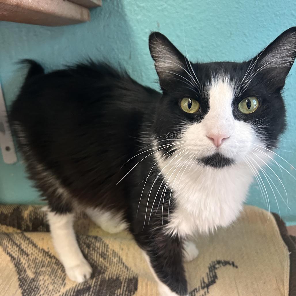 Leo, a Adoptable Domestic Long Hair in Fresno, CA image 1/3