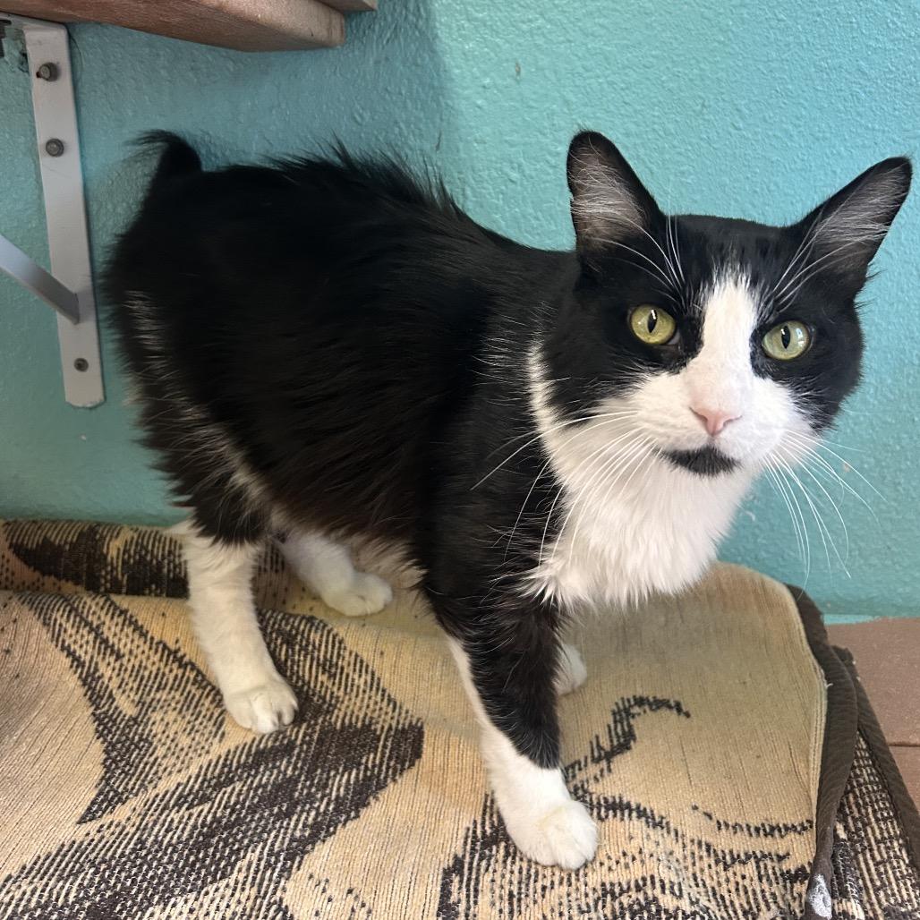 Leo, a Adoptable Domestic Long Hair in Fresno, CA image 2/3