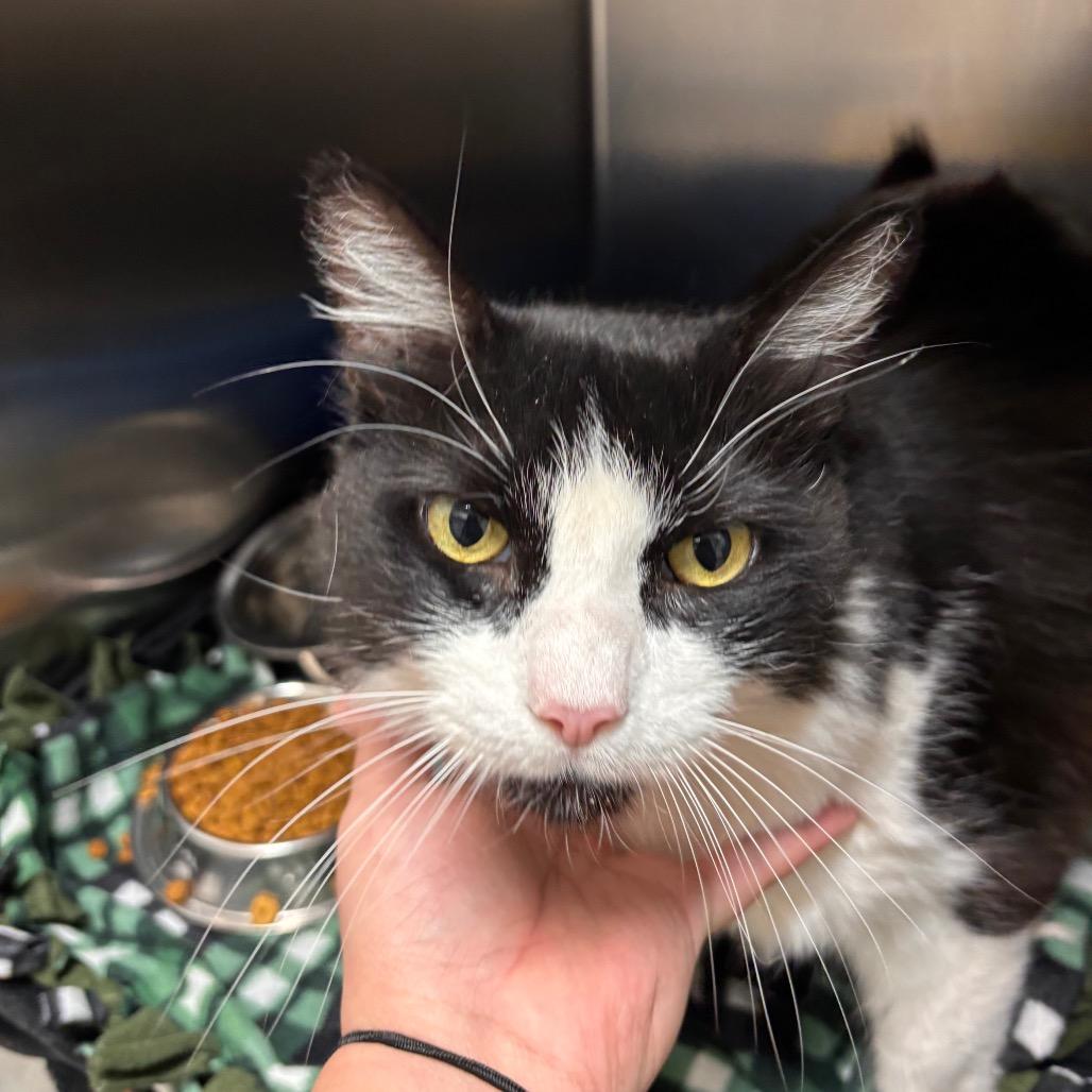 Leo, a Adoptable Domestic Long Hair in Fresno, CA image 3/3