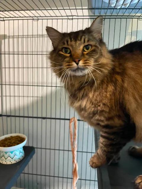 Koda, adoptable, Senior Male Domestic Long Hair.