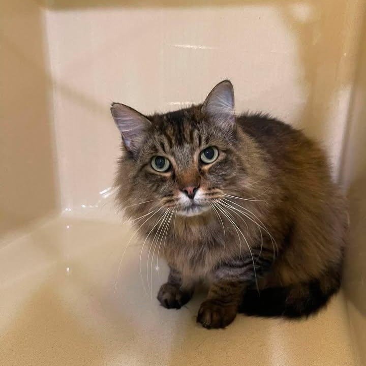 Enlarge Koda, an adoptable Domestic Long Hair in Winthrop, ME image 2/3
