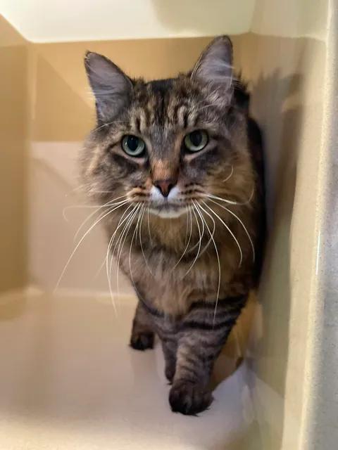 Enlarge Koda, an adoptable Domestic Long Hair in Winthrop, ME image 3/3