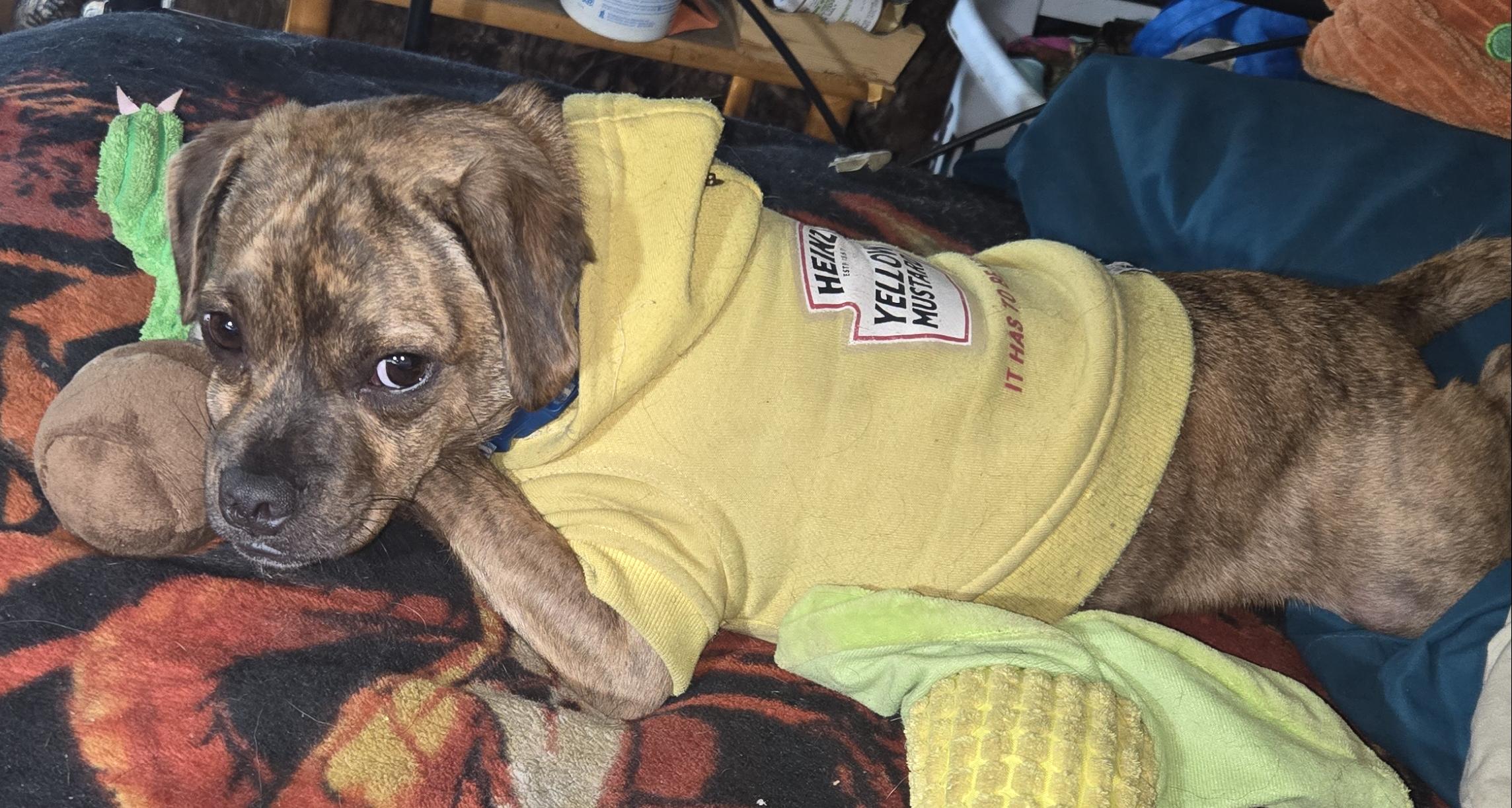 Joker, Adoptable, Adult Male Pug.