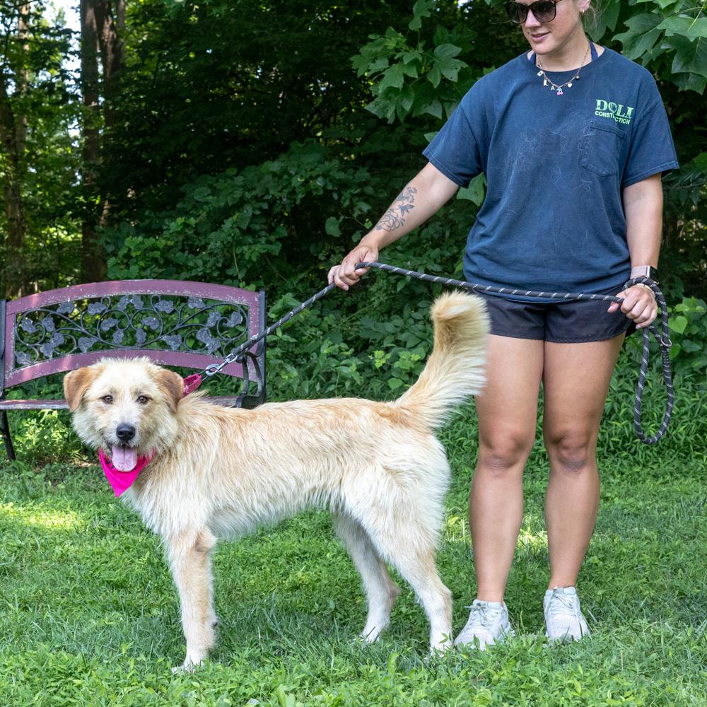 Skye (Female), an adopted mixed breed in West Grove, PA image 3/6