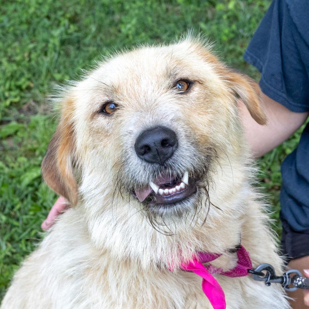 Skye (Female), an adopted mixed breed in West Grove, PA image 2/6