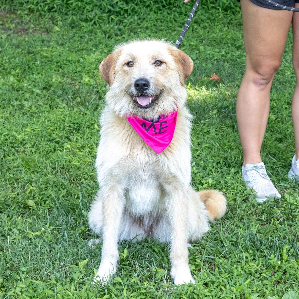 Skye (Female), an adopted mixed breed in West Grove, PA image 1/6