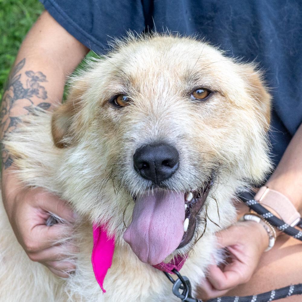 Skye (Female), an adopted mixed breed in West Grove, PA image 6/6