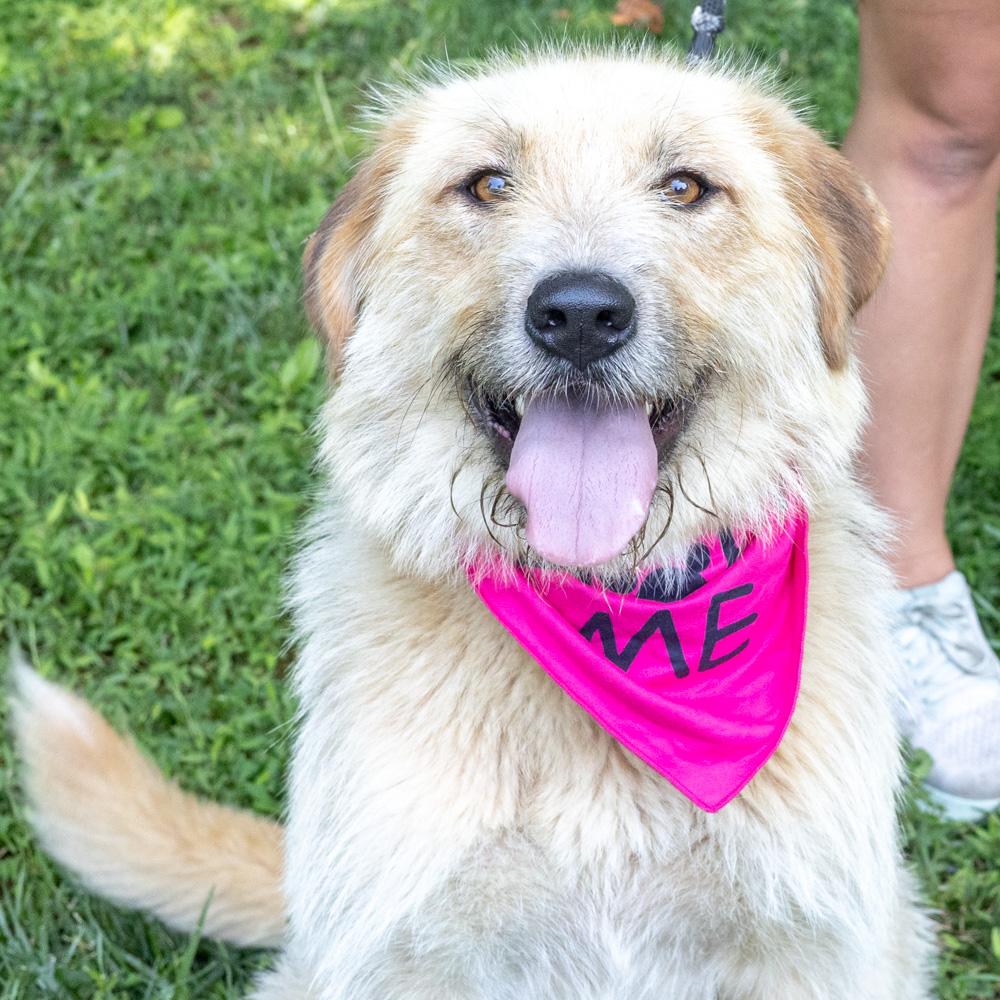Skye (Female), an adopted mixed breed in West Grove, PA image 4/6