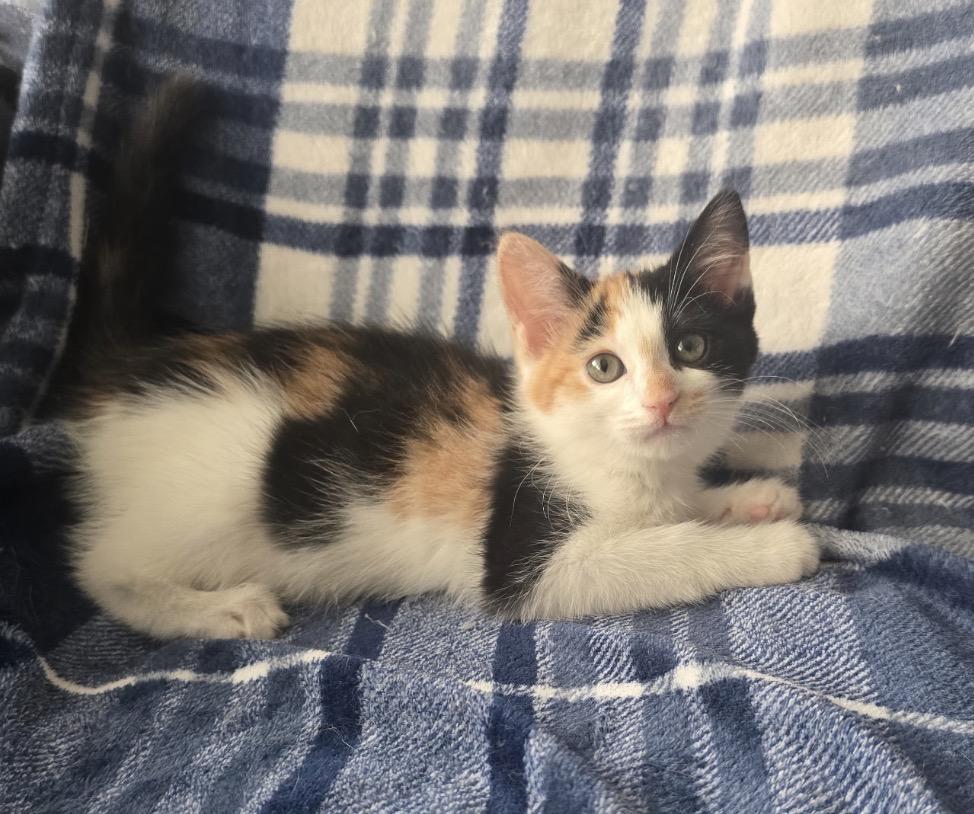 TIRAMISU, Adoptable, Kitten Female Domestic Short Hair.