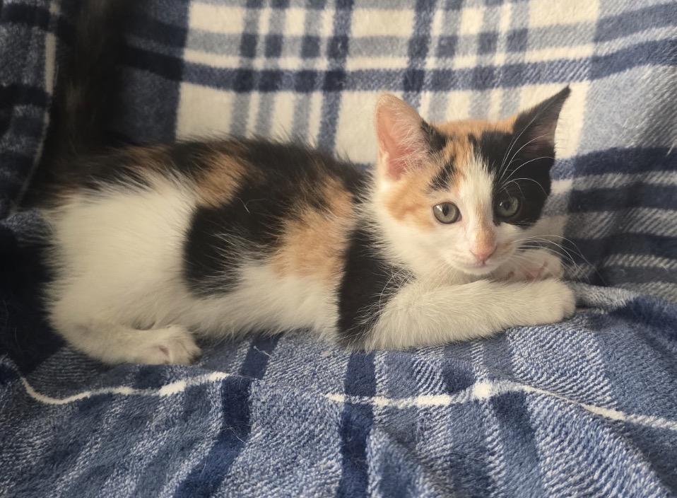 TIRAMISU, a Adoptable Domestic Short Hair in Spotswood, NJ image 2/6
