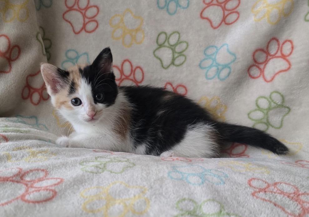 TIRAMISU, a Adoptable Domestic Short Hair in Spotswood, NJ image 6/6
