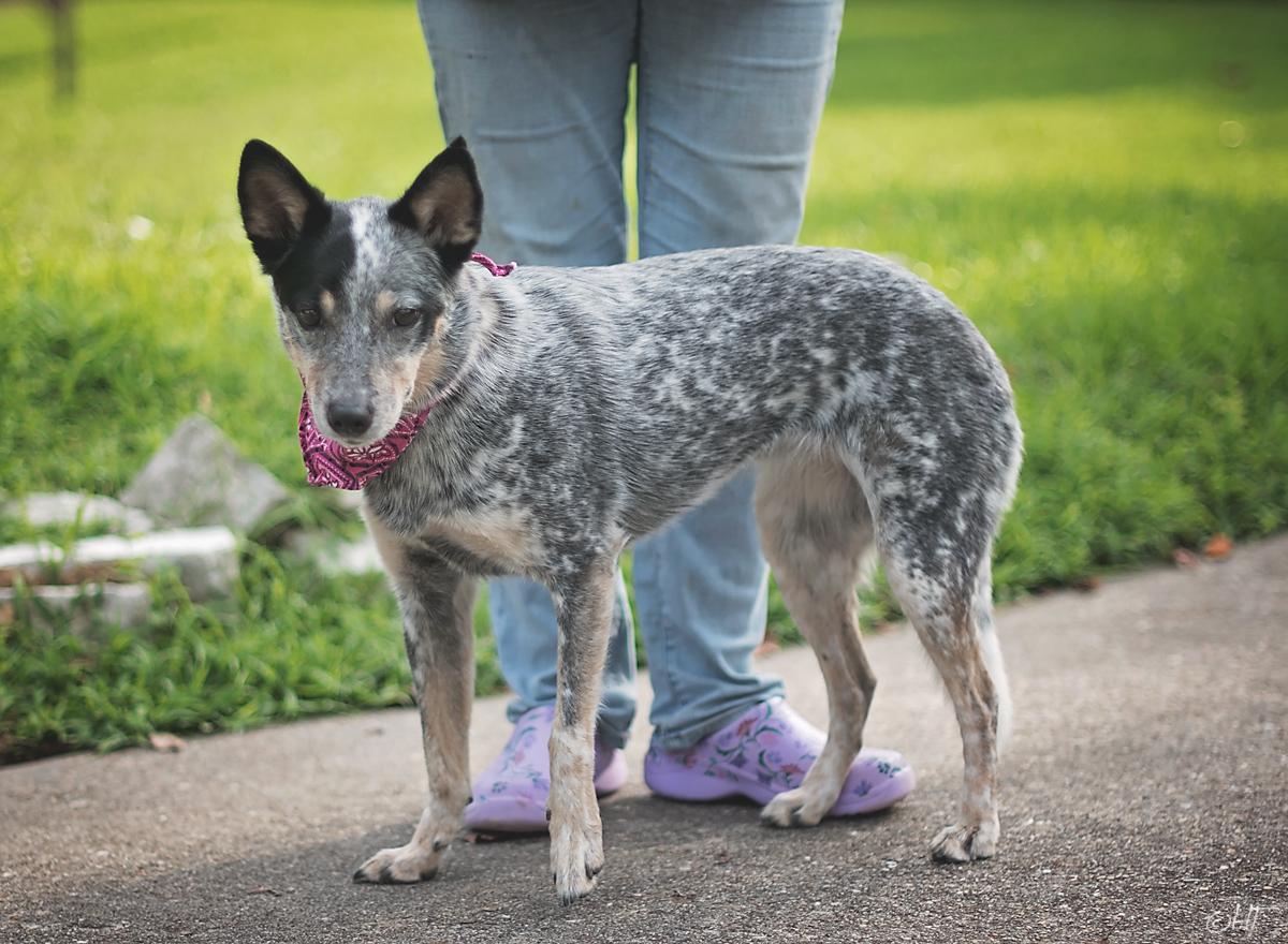 Enlarge Chelsea Belle, a ADOPTABLE mixed breed in Kingwood, TX image 4/6