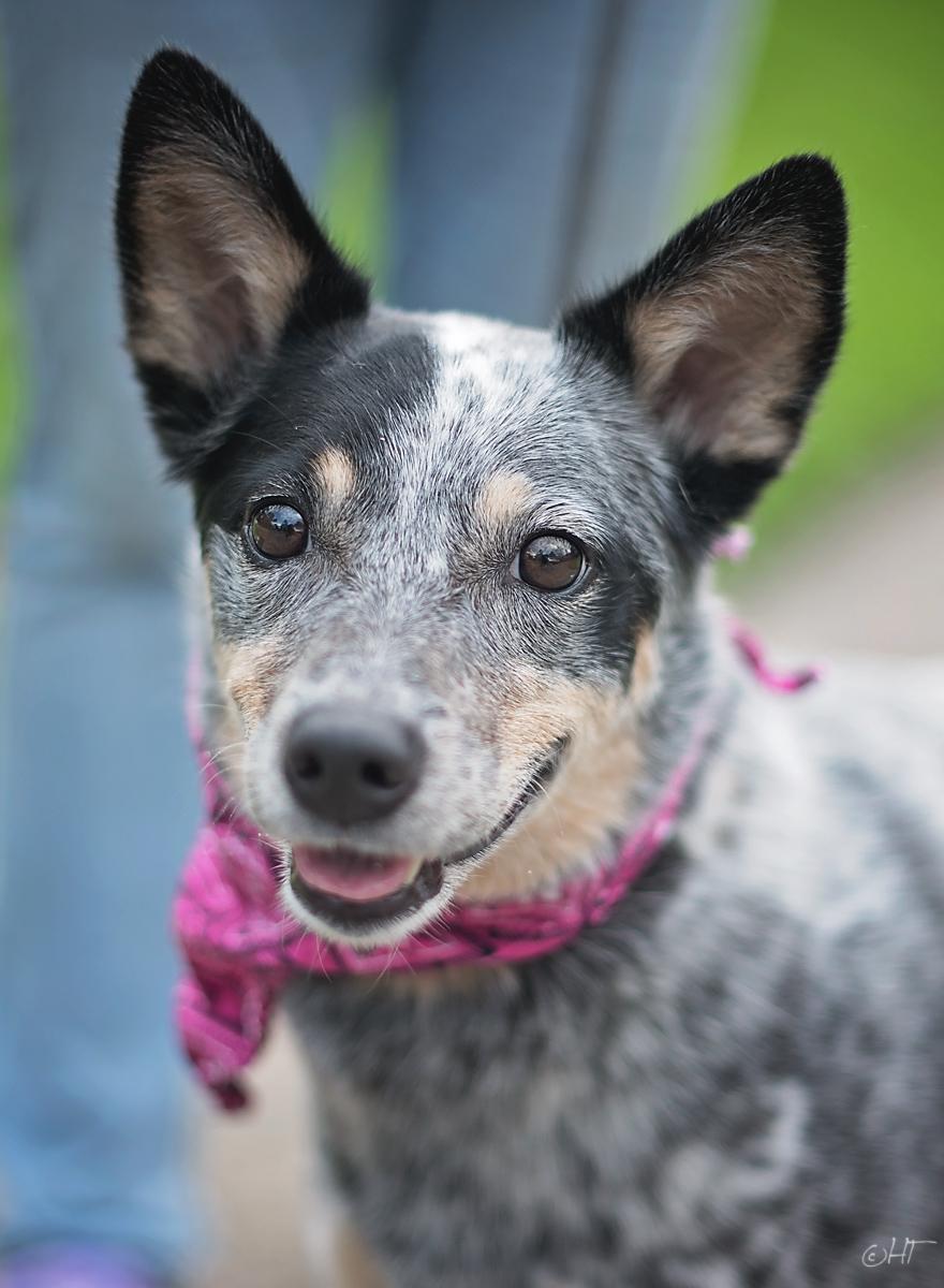 Enlarge Chelsea Belle, a ADOPTABLE mixed breed in Kingwood, TX image 5/6