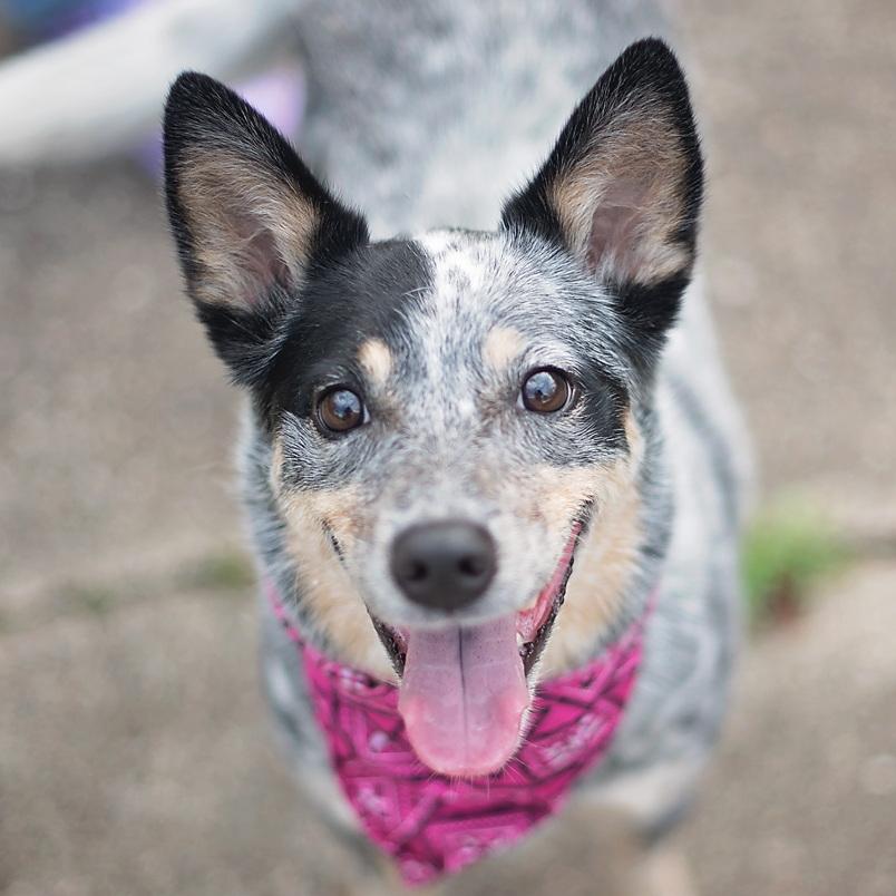Enlarge Chelsea Belle, a ADOPTABLE mixed breed in Kingwood, TX image 3/6