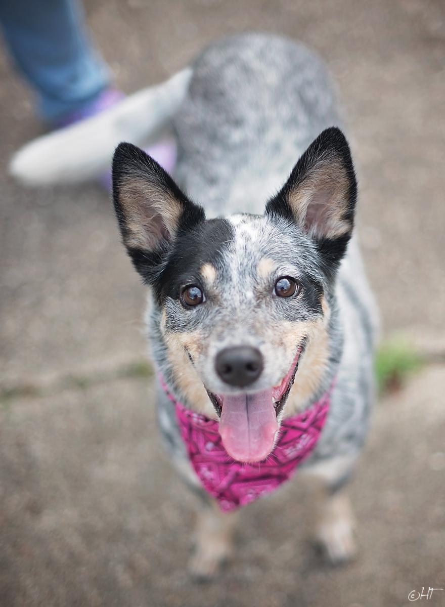 Enlarge Chelsea Belle, a ADOPTABLE mixed breed in Kingwood, TX image 1/6