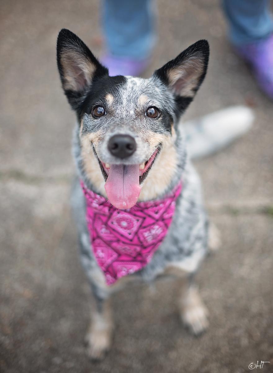 Enlarge Chelsea Belle, a ADOPTABLE mixed breed in Kingwood, TX image 2/6