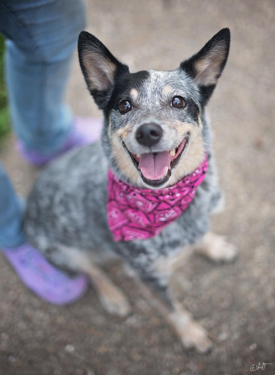 Enlarge Chelsea Belle, a ADOPTABLE mixed breed in Kingwood, TX image 6/6