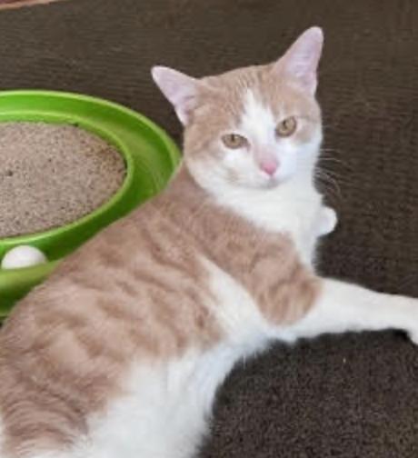 Enlarge Okie Dokie, an adopted Domestic Short Hair in Cincinnati, OH image 2/3