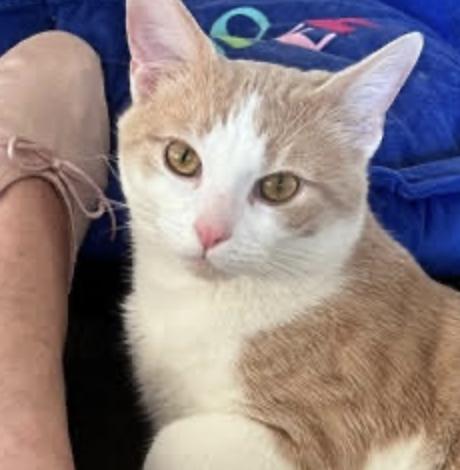 Enlarge Okie Dokie, an adopted Domestic Short Hair in Cincinnati, OH image 1/3