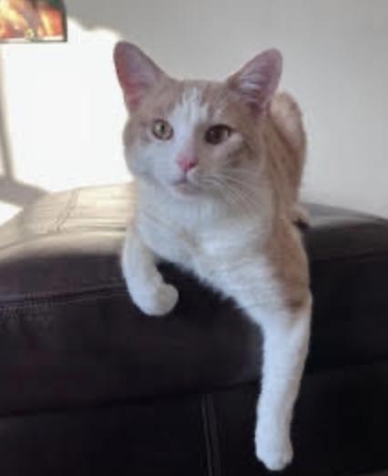 Enlarge Okie Dokie, an adopted Domestic Short Hair in Cincinnati, OH image 3/3