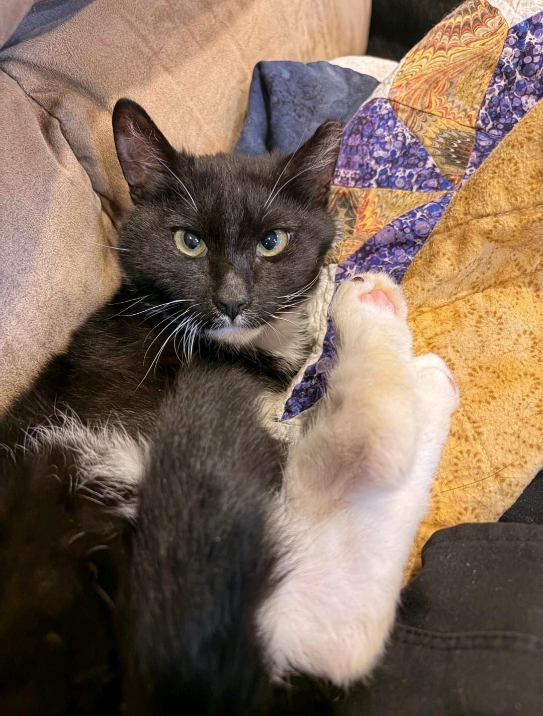 Enlarge Pistachio , a ADOPTABLE Domestic Short Hair in Reno, NV image 1/6