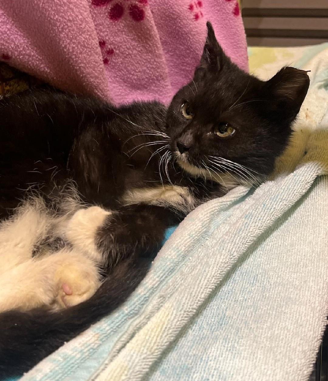 Enlarge Pistachio , a ADOPTABLE Domestic Short Hair in Reno, NV image 2/3