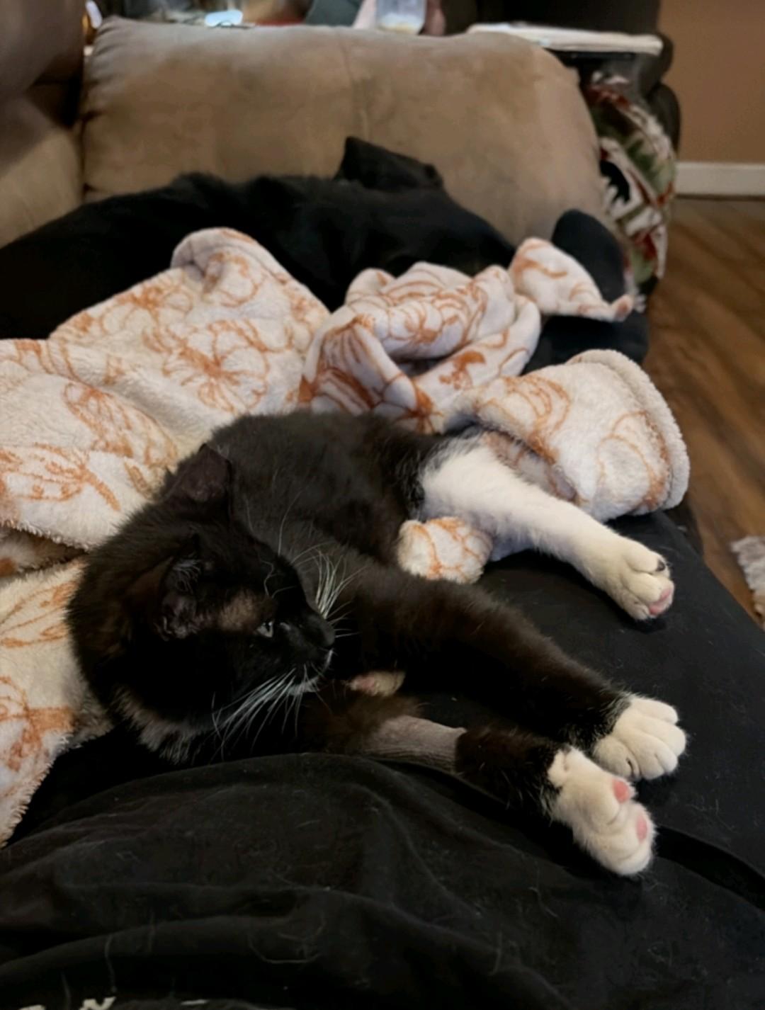 Pistachio , a ADOPTABLE Domestic Short Hair in Reno, NV image 5/6