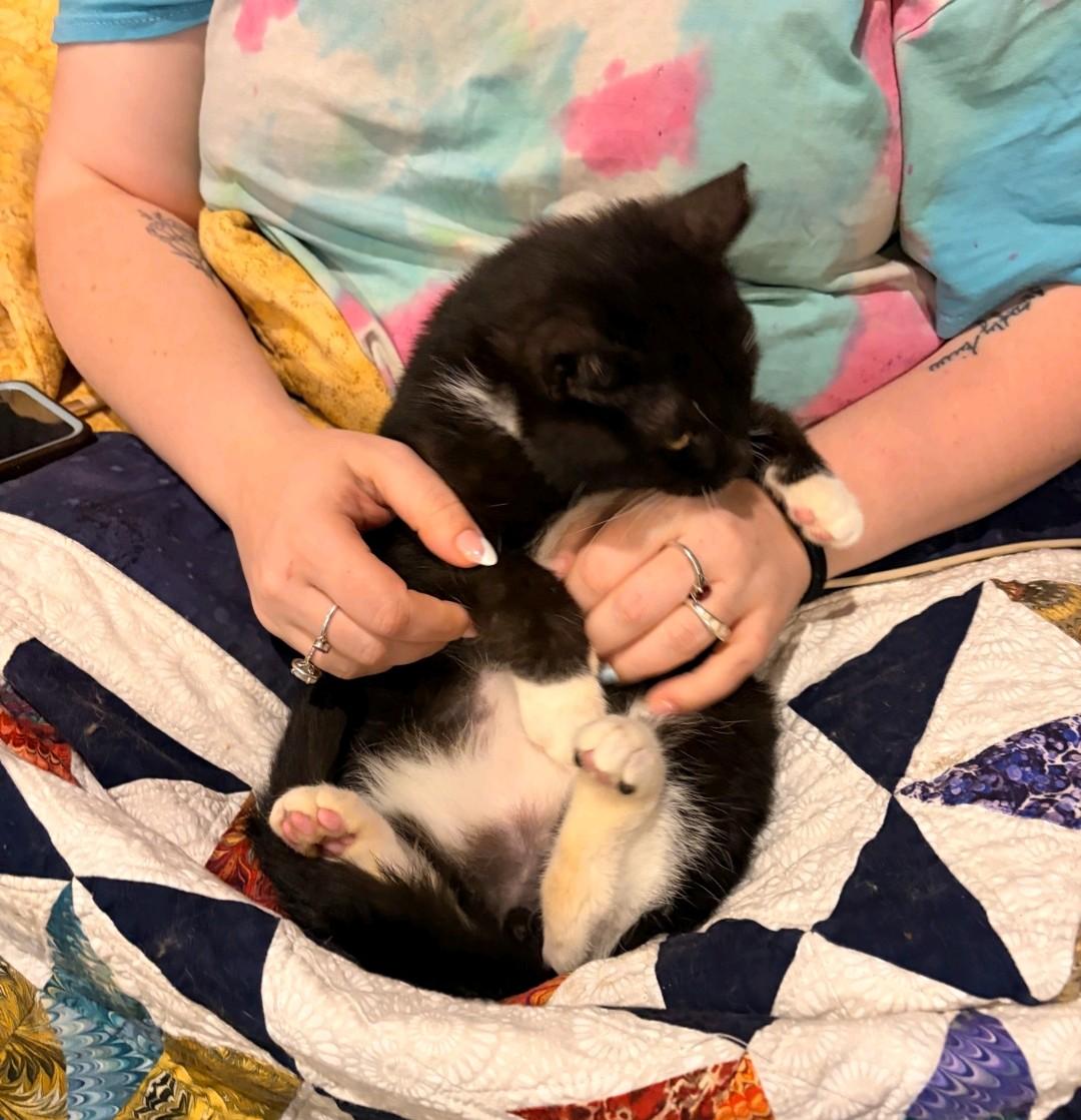 Enlarge Pistachio , a ADOPTABLE Domestic Short Hair in Reno, NV image 5/6