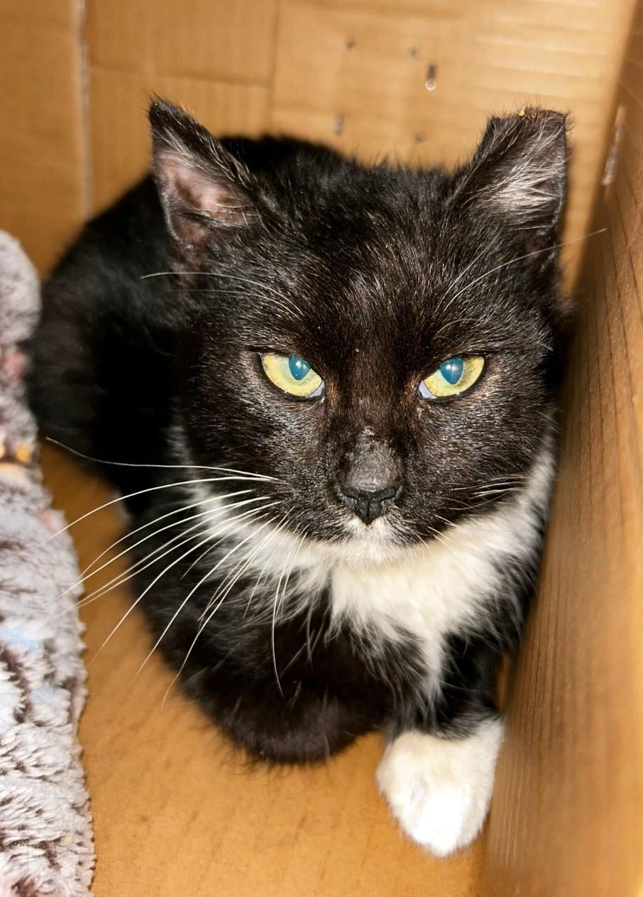 Enlarge Pistachio , a ADOPTABLE Domestic Short Hair in Reno, NV image 3/3