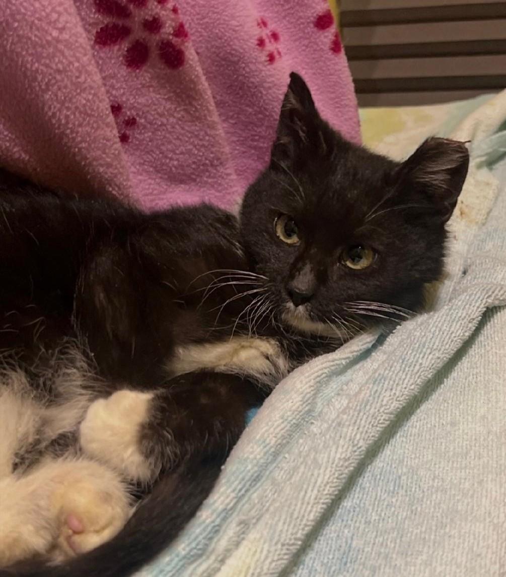 Pistachio , ADOPTABLE, Kitten Male Domestic Short Hair.