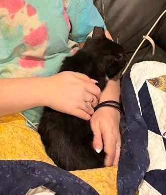 Enlarge Pistachio , a ADOPTABLE Domestic Short Hair in Reno, NV image 6/6