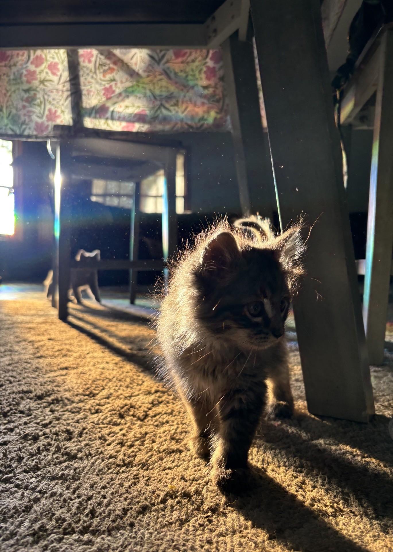Pistachio , a ADOPTABLE Domestic Short Hair in Reno, NV image 2/6