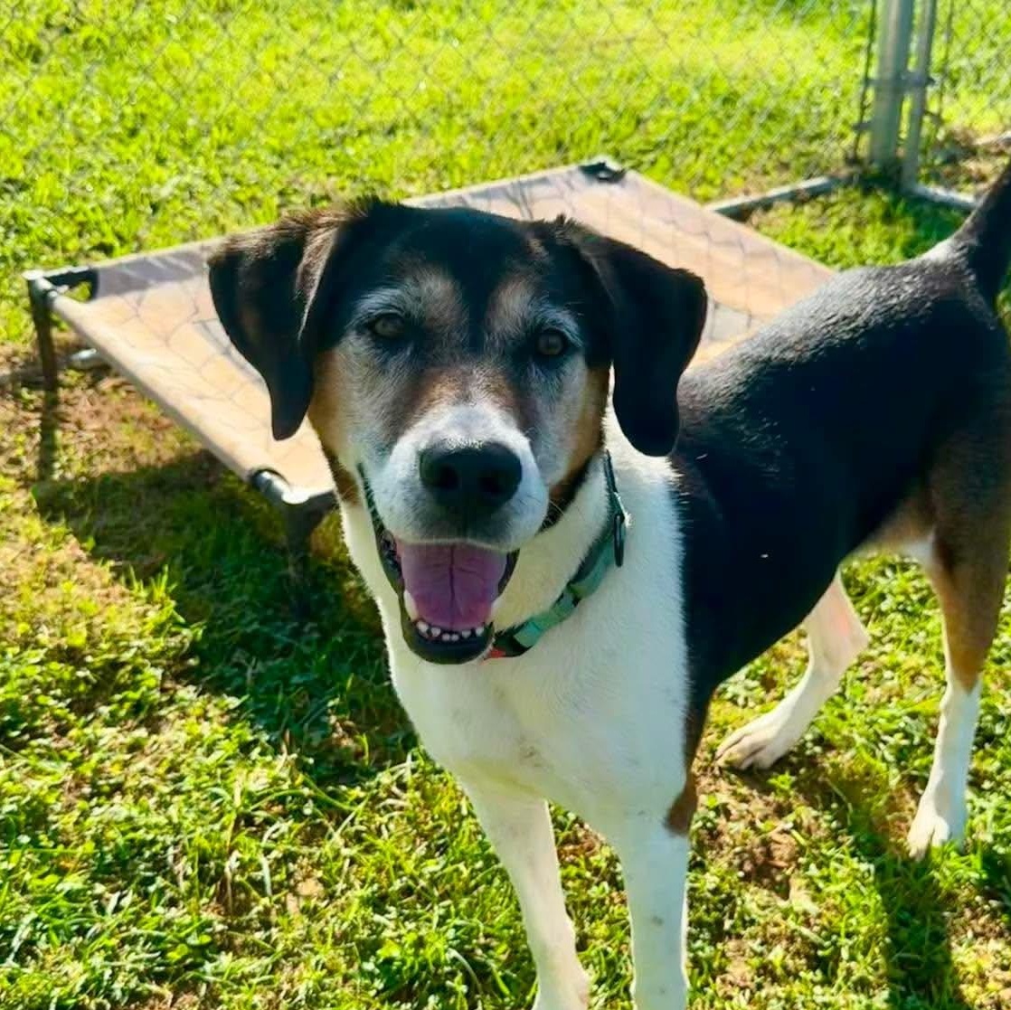 Enlarge Ethel, a ADOPTABLE mixed breed in Simsbury, CT image 4/5