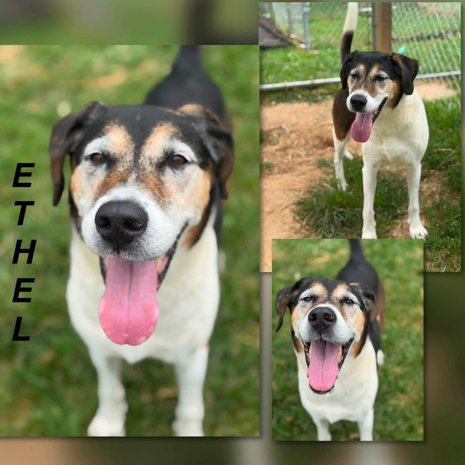 Enlarge Ethel, a ADOPTABLE mixed breed in Simsbury, CT image 3/5