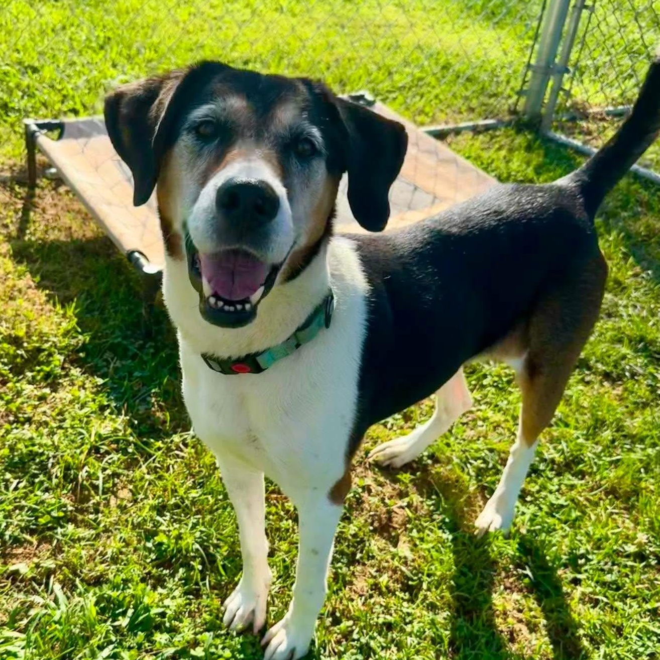 Enlarge Ethel, a ADOPTABLE mixed breed in Simsbury, CT image 1/5