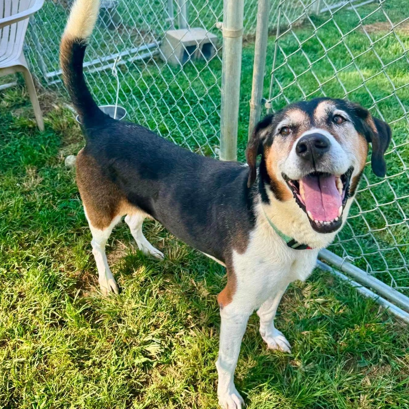 Enlarge Ethel, a ADOPTABLE mixed breed in Simsbury, CT image 2/5