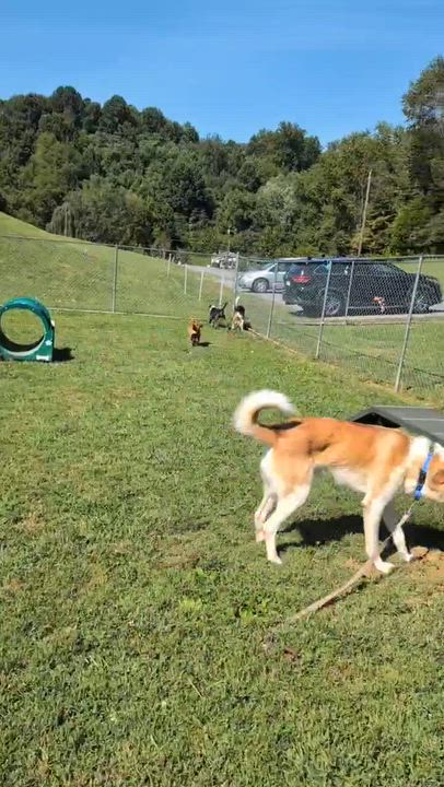 Enlarge Ethel, a ADOPTABLE mixed breed in Simsbury, CT video 5/5