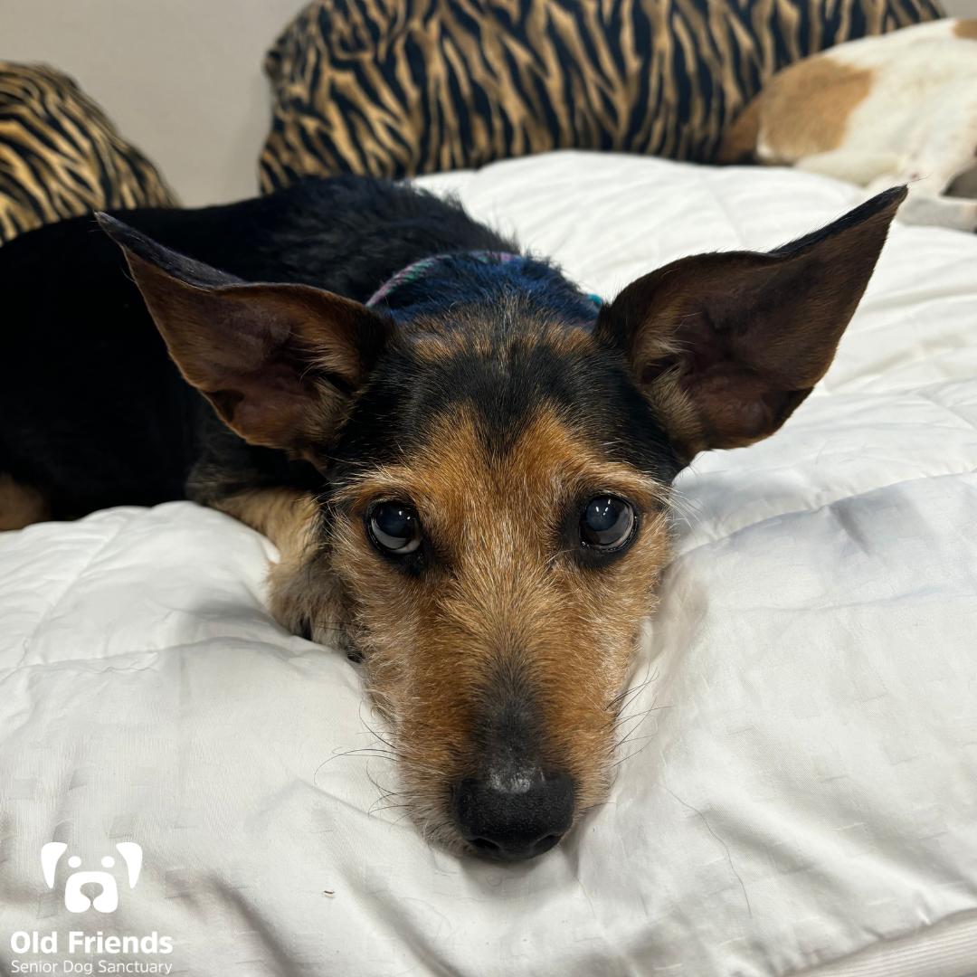 Duffy, Senior Male Yorkshire Terrier