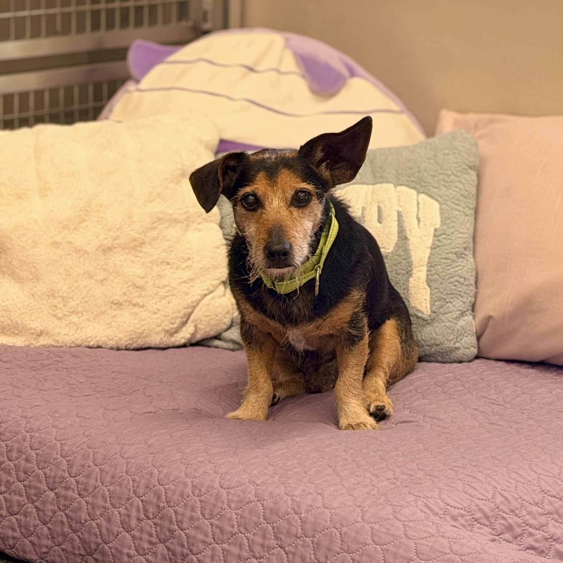 Enlarge Duffy, a Adoptable mixed breed in Mount Juliet, TN image 2/3
