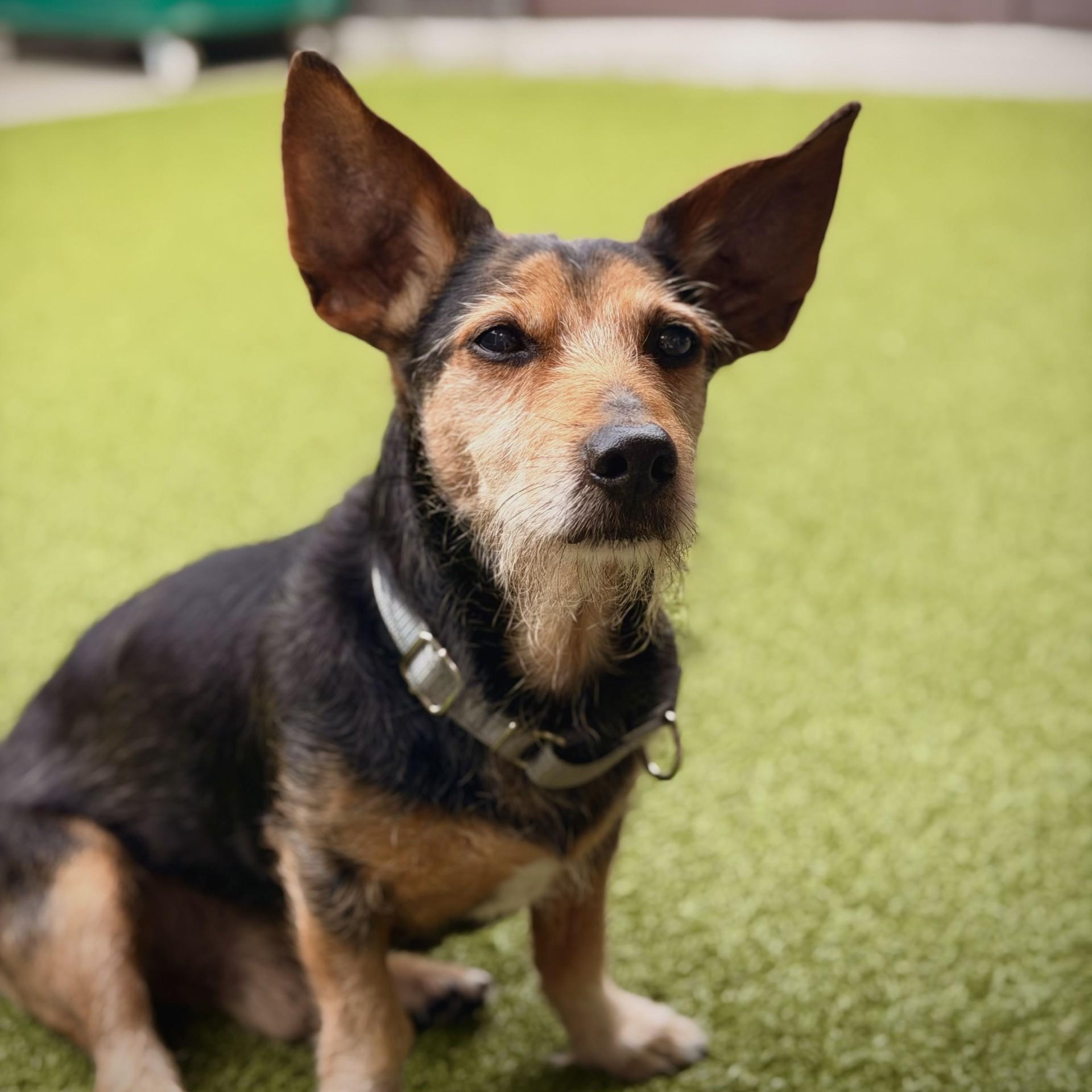 Duffy, Adoptable, Senior Male Yorkshire Terrier.
