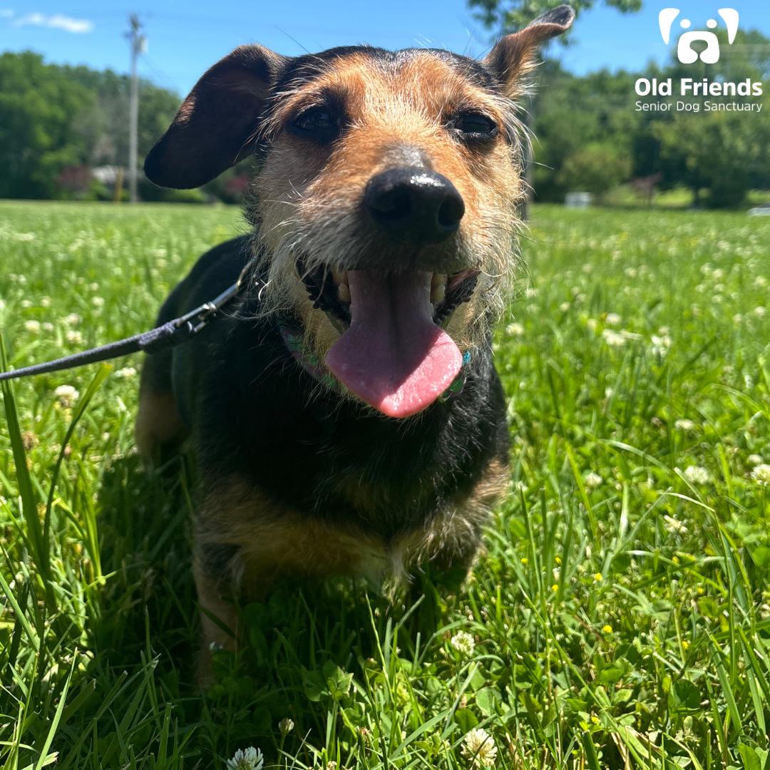 Enlarge Duffy, a Adoptable mixed breed in Mount Juliet, TN image 2/2