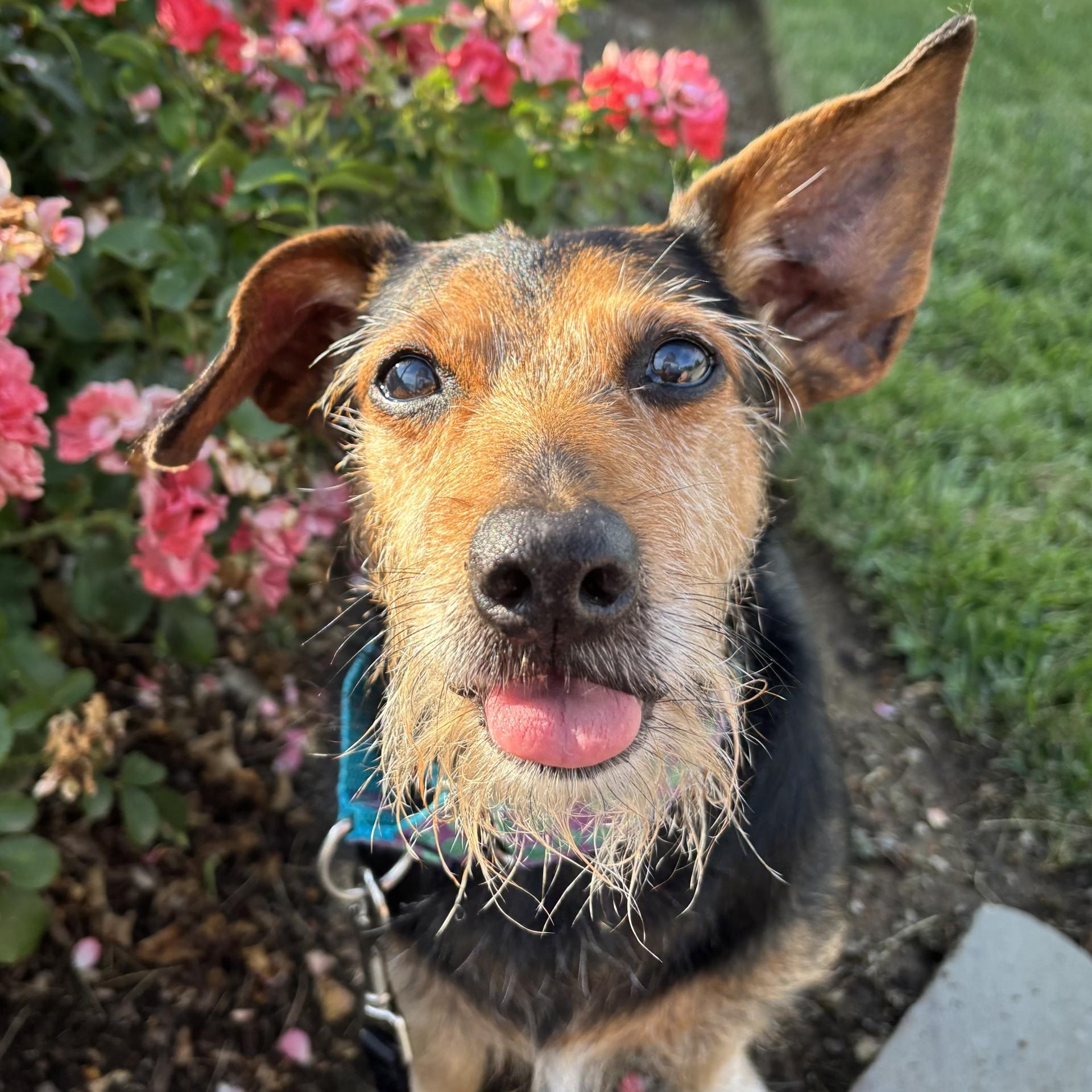 Duffy, Adoptable, Senior Male Yorkshire Terrier.