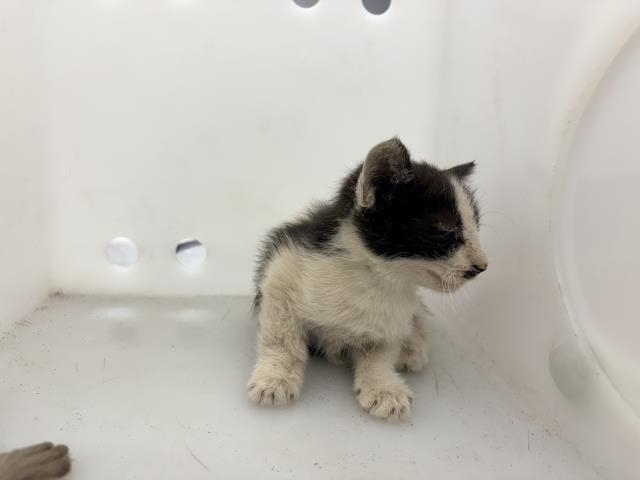 Enlarge A255214, a Adoptable mixed breed in Visalia, CA image 1/1