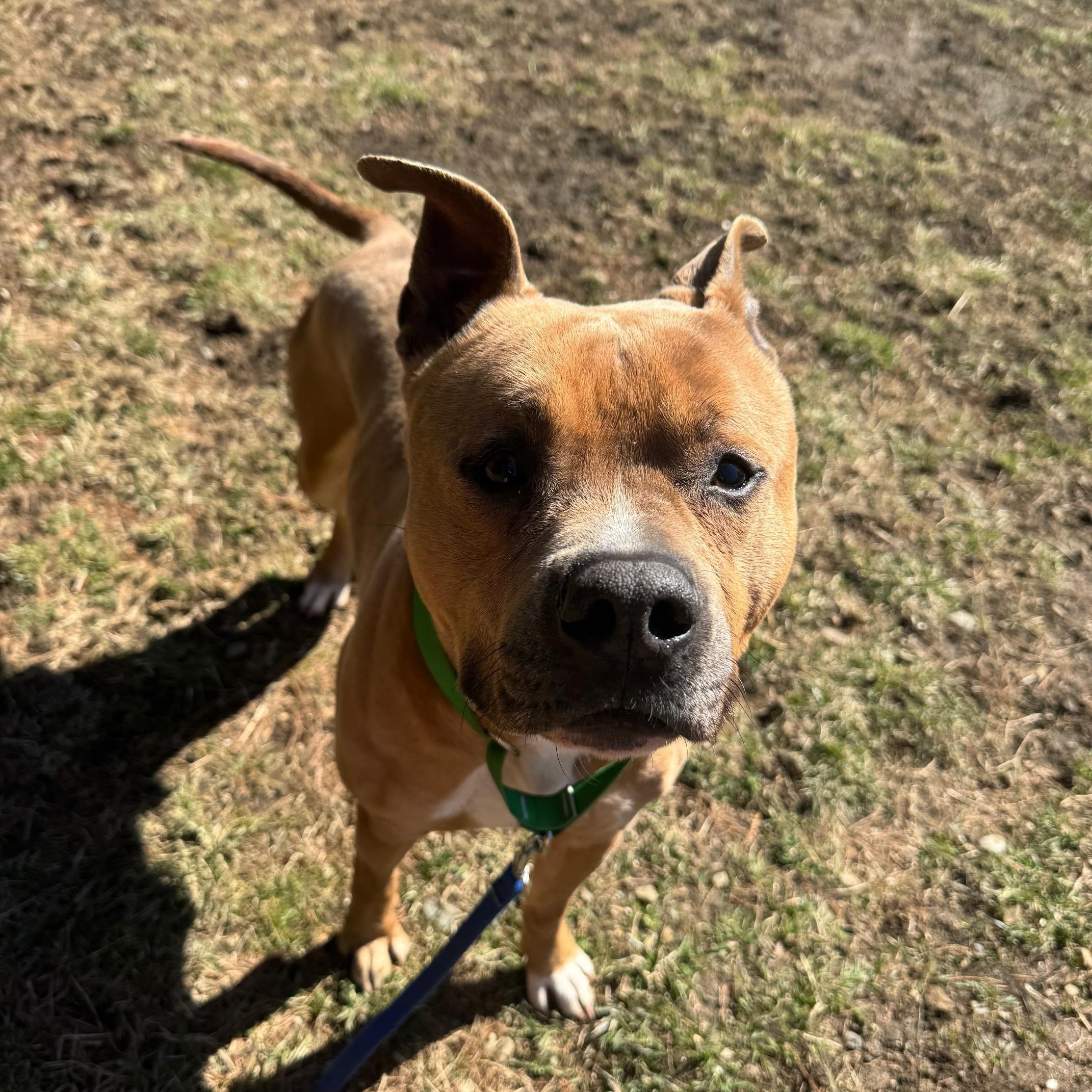 Eddie, an adoptable Pit Bull Terrier in Cherryfield, ME, 04622 | Photo Image 5