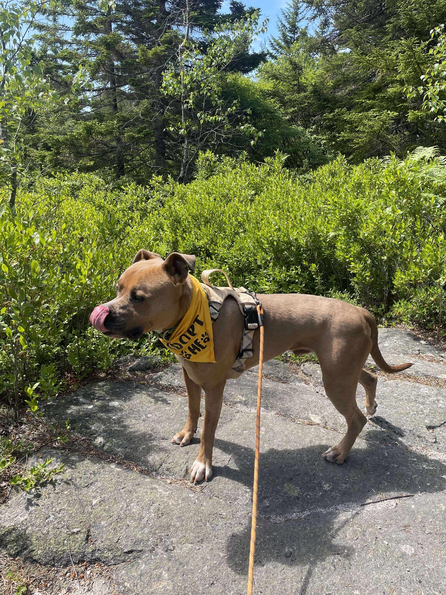 Eddie, an adoptable Pit Bull Terrier in Cherryfield, ME, 04622 | Photo Image 2