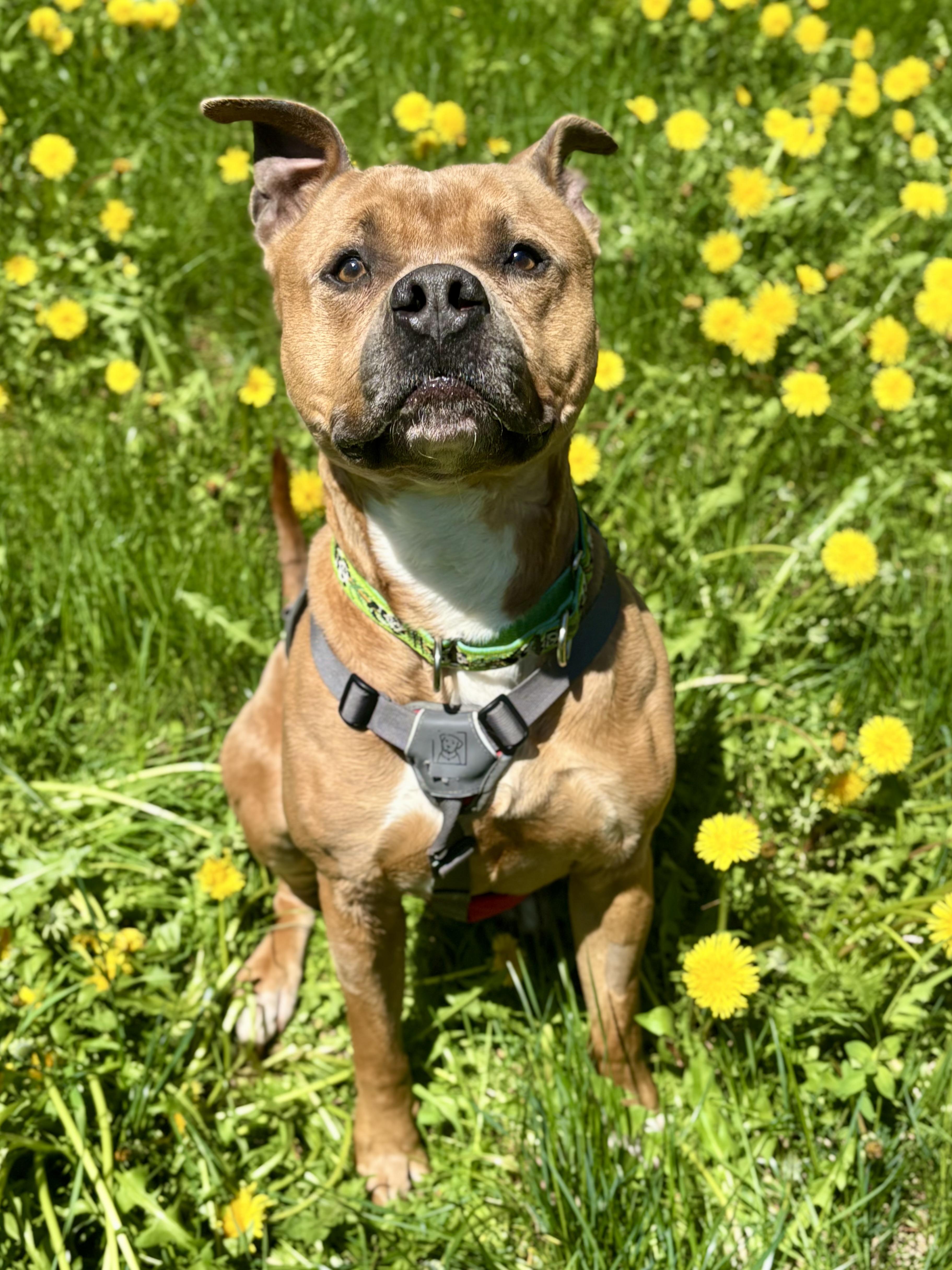 Eddie, an adoptable Pit Bull Terrier in Cherryfield, ME, 04622 | Photo Image 3