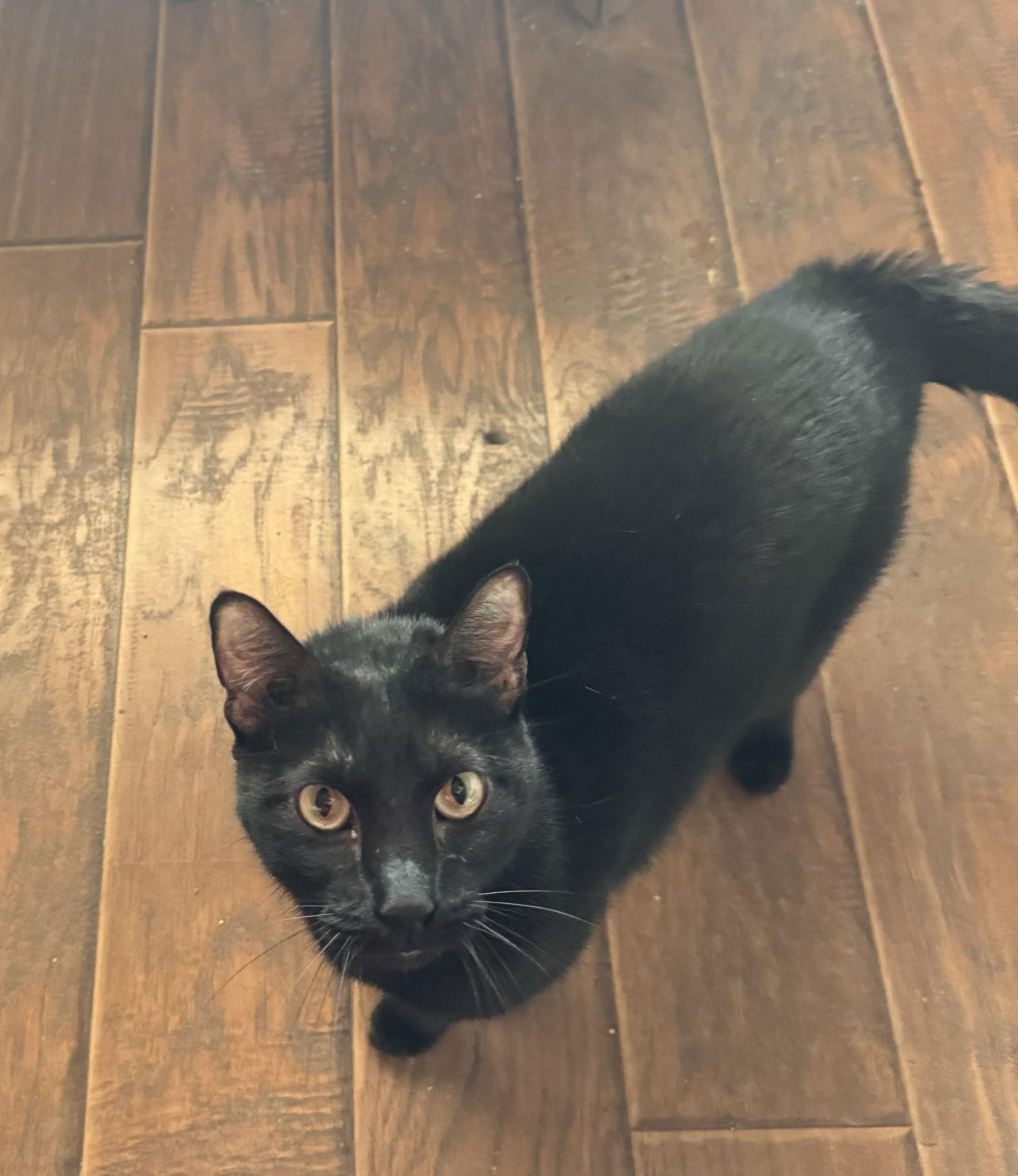 Enlarge Moon, a Adoptable Domestic Short Hair in Mesquite, TX image 1/3