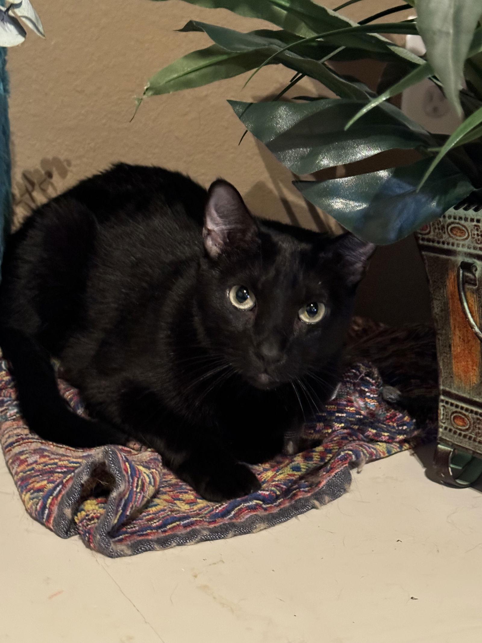 Enlarge Moon, a Adoptable Domestic Short Hair in Mesquite, TX image 2/3