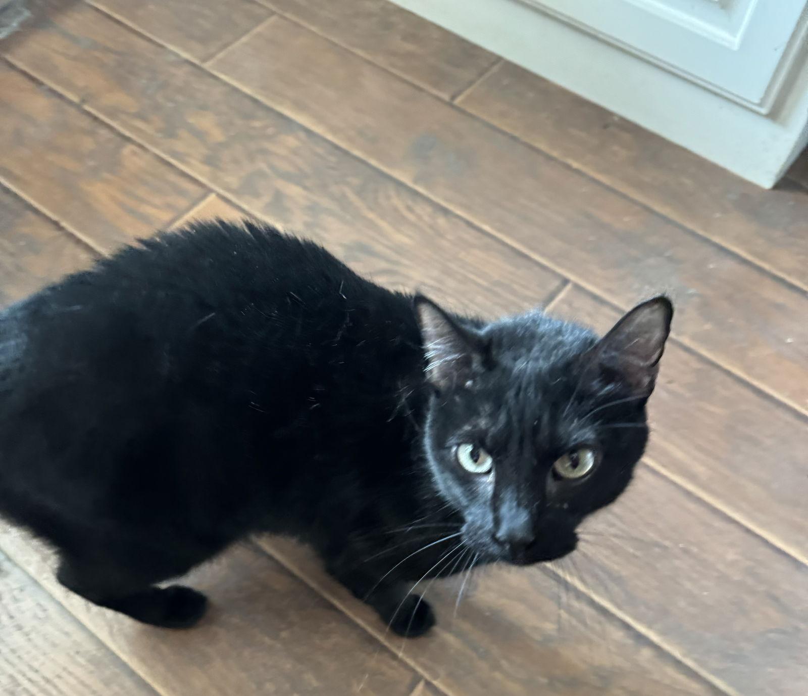 Enlarge Moon, a Adoptable Domestic Short Hair in Mesquite, TX image 3/3